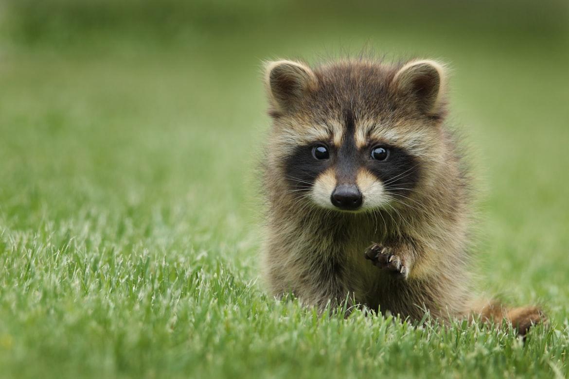 racoon